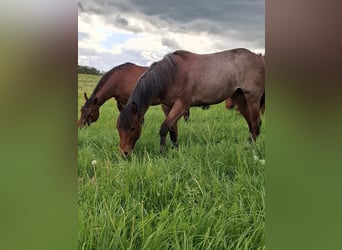 Paint Horse, Jument, 1 Année, 158 cm, Roan-Bay