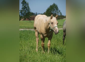 Paint Horse, Jument, 1 Année, 160 cm, Palomino