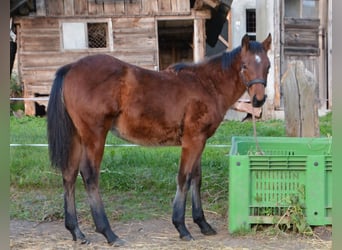 Paint Horse, Jument, 1 Année, Bai brun