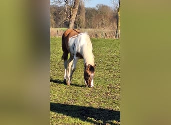 Paint Horse, Jument, 1 Année, Tobiano-toutes couleurs