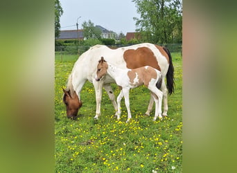 Paint Horse, Jument, 1 Année, Tobiano-toutes couleurs