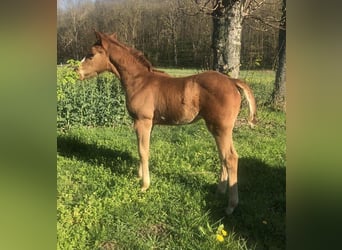 Paint Horse, Jument, 2 Ans, 150 cm, Alezan brûlé