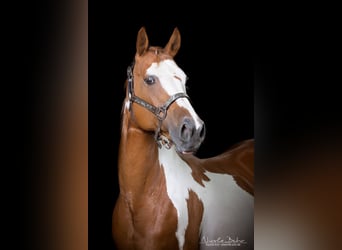 Paint Horse, Jument, 2 Ans, 150 cm, Alezan brûlé