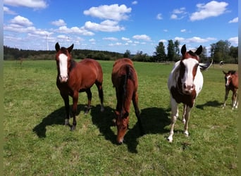 Paint Horse, Jument, 2 Ans, 150 cm, Bai brun