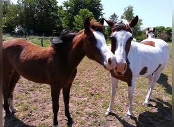 Paint Horse, Jument, 2 Ans, 150 cm, Bai brun