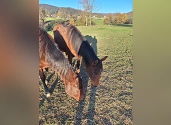 Paint Horse, Jument, 2 Ans, 150 cm, Bai brun