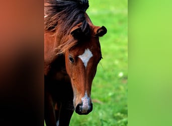 Paint Horse, Jument, 2 Ans, 152 cm, Tobiano-toutes couleurs