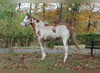 Paint Horse, Jument, 2 Ans, 153 cm, Overo-toutes couleurs