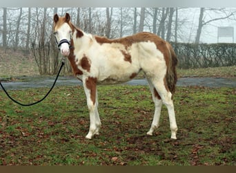 Paint Horse, Jument, 2 Ans, 153 cm, Overo-toutes couleurs