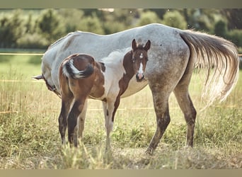 Paint Horse, Jument, 2 Ans, 154 cm, Tobiano-toutes couleurs