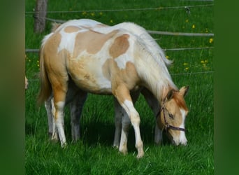 Paint Horse, Jument, 2 Ans, 155 cm, Pinto