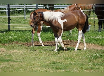 Paint Horse, Jument, 2 Ans, 155 cm, Tobiano-toutes couleurs