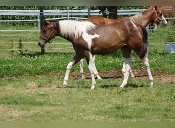 Paint Horse, Jument, 2 Ans, 155 cm, Tobiano-toutes couleurs