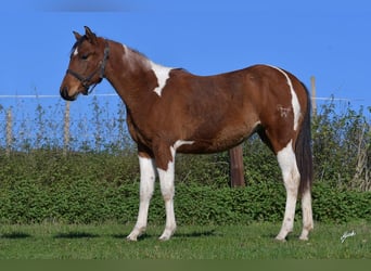 Paint Horse, Jument, 2 Ans, 155 cm, Tobiano-toutes couleurs