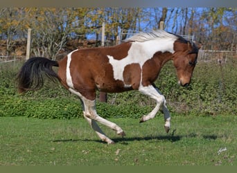 Paint Horse, Jument, 2 Ans, 155 cm, Tobiano-toutes couleurs