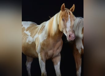 Paint Horse, Jument, 2 Ans, 155 cm, Tobiano-toutes couleurs