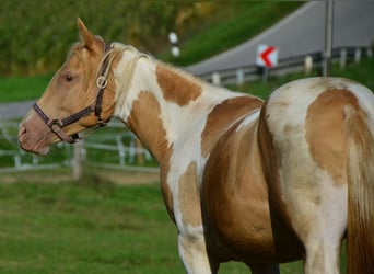 Paint Horse, Jument, 2 Ans, 155 cm, Tobiano-toutes couleurs