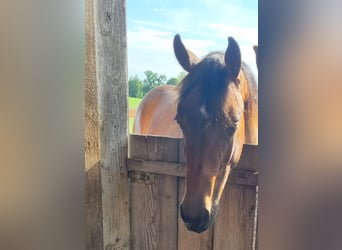 Paint Horse, Jument, 2 Ans, 156 cm, Bai