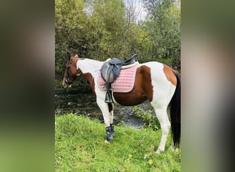 Paint Horse, Jument, 3 Ans, 143 cm, Pinto