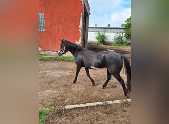 Paint Horse, Jument, 3 Ans, 145 cm, Pinto