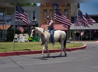 Paint Horse, Jument, 3 Ans, 147 cm, Buckskin