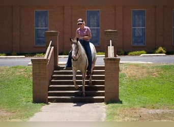 Paint Horse, Jument, 3 Ans, 147 cm, Buckskin