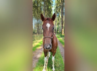 Paint Horse, Jument, 3 Ans, 147 cm, Tobiano-toutes couleurs