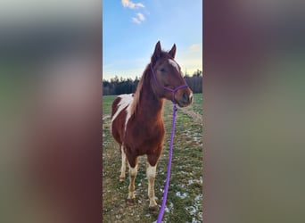 Paint Horse, Jument, 3 Ans, 147 cm, Tobiano-toutes couleurs