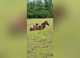 Paint Horse, Jument, 3 Ans, 147 cm, Tobiano-toutes couleurs