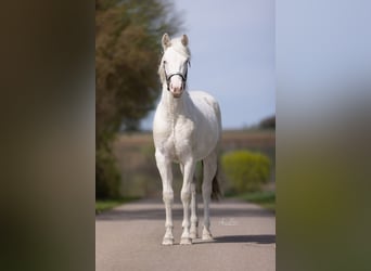 Paint Horse, Jument, 3 Ans, 148 cm, Overo-toutes couleurs