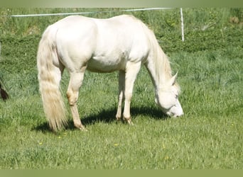 Paint Horse, Jument, 3 Ans, 148 cm, Perlino