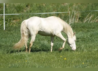 Paint Horse, Jument, 3 Ans, 148 cm, Perlino