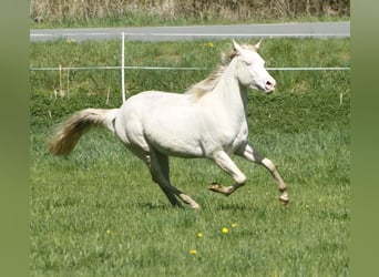 Paint Horse, Jument, 3 Ans, 148 cm, Perlino