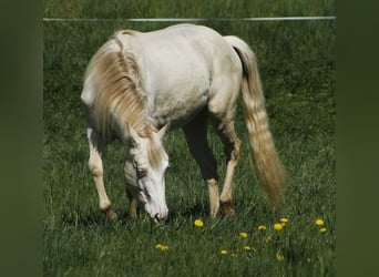 Paint Horse, Jument, 3 Ans, 148 cm, Perlino