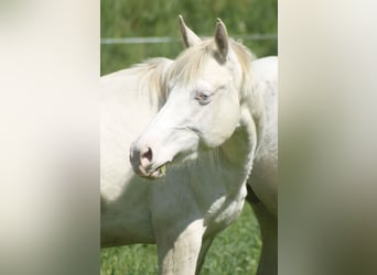 Paint Horse, Jument, 3 Ans, 148 cm, Perlino