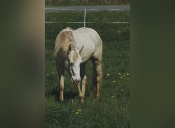 Paint Horse, Jument, 3 Ans, 148 cm, Perlino