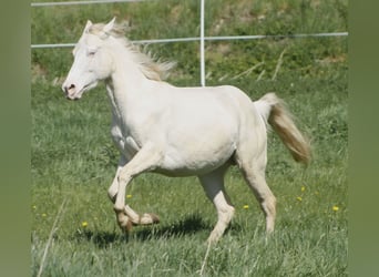 Paint Horse, Jument, 3 Ans, 148 cm, Perlino