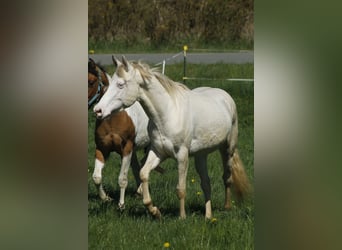 Paint Horse, Jument, 3 Ans, 148 cm, Perlino