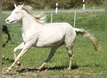 Paint Horse, Jument, 3 Ans, 148 cm, Perlino