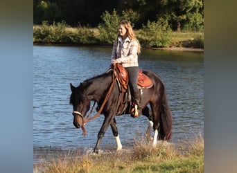 Paint Horse Croisé, Jument, 3 Ans, 149 cm