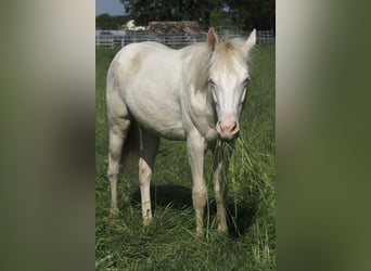 Paint Horse, Jument, 3 Ans, 150 cm, Perlino