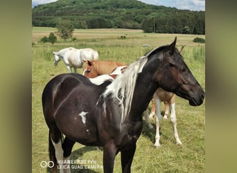 Paint Horse, Jument, 3 Ans, 150 cm, Tobiano-toutes couleurs