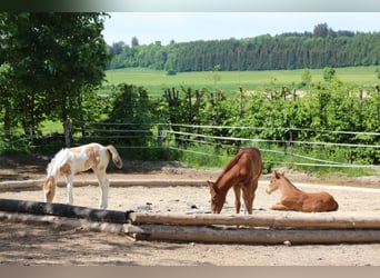 Paint Horse, Jument, 3 Ans, 150 cm, Tobiano-toutes couleurs