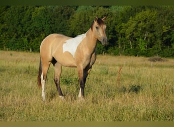 Paint Horse, Jument, 3 Ans, 153 cm, Buckskin