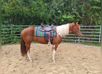 Paint Horse Croisé, Jument, 3 Ans, 153 cm, Pinto