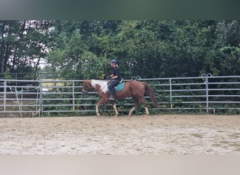 Paint Horse Croisé, Jument, 3 Ans, 153 cm, Pinto