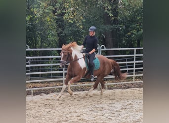 Paint Horse Croisé, Jument, 3 Ans, 153 cm, Pinto