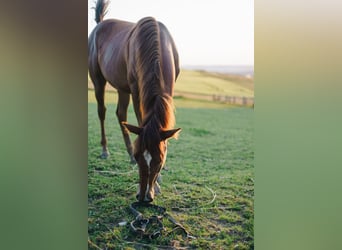 Paint Horse, Jument, 3 Ans, 155 cm, Alezan