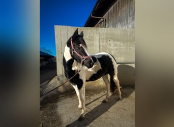 Paint Horse, Jument, 3 Ans, 155 cm, Noir