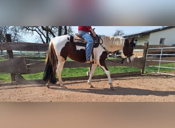 Paint Horse, Jument, 3 Ans, 155 cm, Tobiano-toutes couleurs
